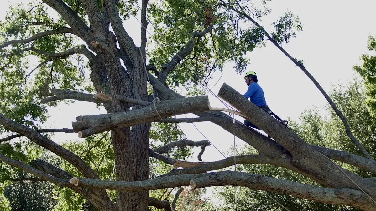 Professional Hazardous Tree Removal performed by certified arborists in Laketown