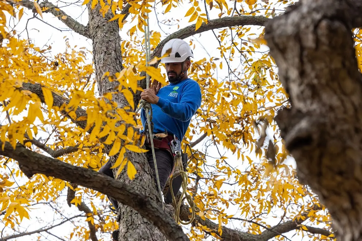 Skilled Tree Pruning crew working in Laketown