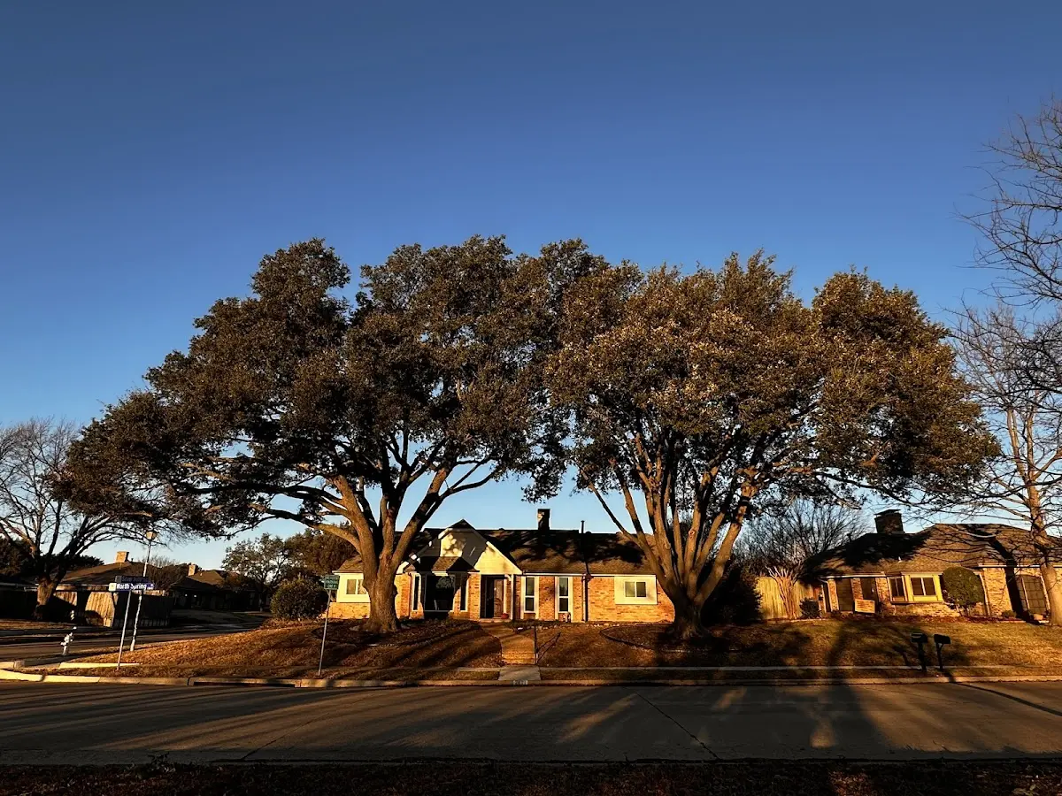 Established residential canopy tree shading a home in Laketown