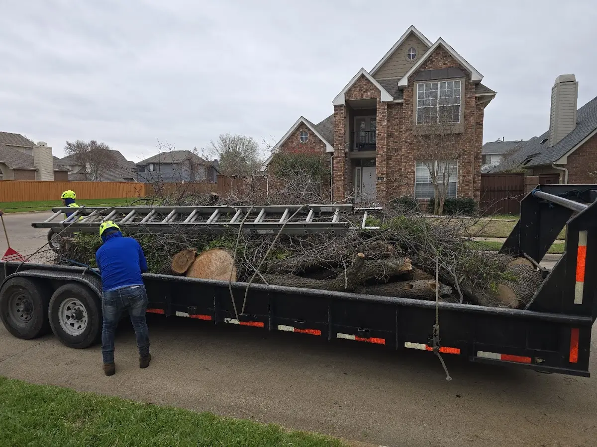 Expert Tree Removal with proper safety equipment in Laketown